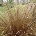 Carex buchananii feuille